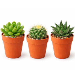 Succulent Plant